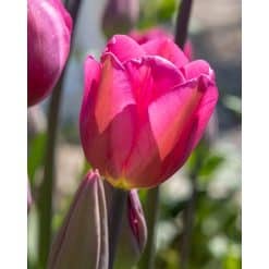 Tulipan 'Don Quichotte' – 100 stk.