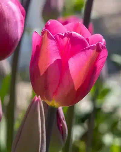Tulipan 'Don Quichotte' – 100 stk. 2 <h1>Tulipan 'Don Quichotte' – 100 stk.</h1> <p class="isSelectedEnd"><strong>Tulipa 'Don Quichotte'</strong> er en stærk og elegant Triumph-tulipan med smukke, dybrosa blomster. Den bliver ca. 50 cm høj og blomstrer i april, hvor den giver et flot og farverigt indslag i forårshaven.</p> <p class="isSelectedEnd">'Don Quichotte' er velegnet til bede og rabatter, men kan også plantes i krukker på terrassen eller altanen. Den flotte rosa farve gør sig særligt godt sammen med hvide forårsblomster som påskeliljen 'Thalia' eller hvide hyacinter.</p> <p class="isSelectedEnd">Plant løgene fra september til december på en solrig eller halvskygget placering. For det flotteste resultat anbefales det at plante flere løg samlet i grupper.</p> Tulipan 'Don Quichotte' – 100 stk.