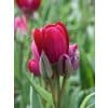 Tulipa Fiery Club – Tulipan - 100 stk. 1 Tulipa Fiery Club – Tulipan - 100 stk.