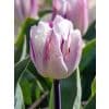 Tulipa Flaming Flag – Tulipan - 100 stk.