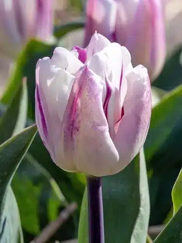 Tulipa Flaming Flag – Tulipan - 100 stk.