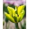 Tulipa ‘Formosa’ – Gul & grøn tulipan – 100 stk. – Str. 11/12 2 <h3>Tulipa ‘Groenland’ – Lys rosa & grøn tulipan – 100 stk. – Str. 11/12</h3> <p class="isSelectedEnd"><strong>Tulipa ‘Groenland’</strong> er en elegant og iøjnefaldende tulipan med smukke <strong>lys rosa blomster med karakteristiske grønne tegninger</strong>. Kombinationen af de sarte rosa nuancer og det friske grønne giver blomsterne et eksklusivt og anderledes udtryk i forårshaven.</p> <p class="isSelectedEnd">Sorten bliver ca. <strong>55 cm høj</strong> og blomstrer i <strong>maj</strong>. De høje, robuste stilke gør ‘Groenland’ flot i bede og rabatter, hvor den kan plantes alene i større grupper eller kombineres med andre tulipaner.</p> <p class="isSelectedEnd">‘Groenland’ har <strong>stærke stilke</strong> og er derfor også velegnet som <strong>snitblomst</strong> til forårets buketter. Den kan desuden dyrkes i <strong>krukker og plantekasser</strong> på terrassen eller altanen.</p> <p class="isSelectedEnd">JUB Holland anbefaler blandt andet at kombinere ‘Groenland’ med <strong>Tulipa ‘Spring Green’</strong>, hvor de grønne tegninger i begge sorter skaber en flot sammenhæng.</p> <p class="isSelectedEnd">Pakken indeholder <strong>100 tulipanløg i størrelse 11/12</strong>.</p> Tulipa ‘Formosa’ – Gul & grøn tulipan – 100 stk. – Str. 11/12