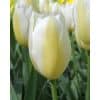 Tulipa Francoise – Tulipan - 100 stk.