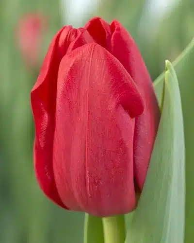 Tulipa Heartbreaker – Tulipan - 100 stk. 2 <h3 class="PDq2pG_selectionAnchorContainer" data-section-id="1us9ft3" data-start="0" data-end="44">Tulipa Heartbreaker – Tulipan - 100 stk.</h3> <p data-start="46" data-end="189">Tulipa ‘Heartbreaker’ er en flot og klassisk tulipan med <strong data-start="103" data-end="128">intense røde blomster</strong>, der skaber et stærkt og elegant farveindslag i forårshaven.</p> <p data-start="191" data-end="358">Sorten bliver ca. 40 cm høj og blomstrer i april. ‘Heartbreaker’ er velegnet som <strong data-start="272" data-end="286">snitblomst</strong> og gør sig samtidig rigtig godt i havens bede, krukker og plantekasser.</p> <p data-start="360" data-end="508">Plant gerne tulipanerne samlet i større grupper for at skabe et fyldigt og effektfuldt udtryk. Ved større beplantninger anbefales ca. 80 løg pr. m².</p> <p data-start="510" data-end="655">Løgene plantes om efteråret ca. 10 cm dybt med 5-10 cm mellem hvert løg. De trives bedst i veldrænet jord på en solrig til let skygget placering.</p> Tulipa Heartbreaker – Tulipan - 100 stk.