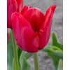 Tulipa Ile de France – Tulipan - 100 stk. 2 <h3 class="PDq2pG_selectionAnchorContainer" data-section-id="1o3y1o9" data-start="0" data-end="45">Tulipa Ile de France – Tulipan - 100 stk.</h3> <p data-start="47" data-end="200">Tulipa ‘Ile de France’ er en klassisk og elegant tulipan med <strong data-start="108" data-end="142">smukke, kraftigt røde blomster</strong>, der giver et flot og markant farveindslag i forårshaven.</p> <p data-start="202" data-end="401">Sorten bliver ca. 50 cm høj og blomstrer i maj. ‘Ile de France’ er velegnet som <strong data-start="282" data-end="296">snitblomst</strong> og gør sig samtidig rigtig godt i havens bede samt i krukker og plantekasser på terrassen eller altanen.</p> <p data-start="403" data-end="551">Plant gerne tulipanerne samlet i større grupper for at skabe et fyldigt og effektfuldt udtryk. Ved større beplantninger anbefales ca. 80 løg pr. m².</p> <p data-start="553" data-end="698">Løgene plantes om efteråret ca. 10 cm dybt med 5-10 cm mellem hvert løg. De trives bedst i veldrænet jord på en solrig til let skygget placering.</p> Tulipa Ile de France – Tulipan - 100 stk.