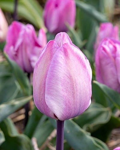 Tulipan ‘Jacuzzi’ – 100 stk.