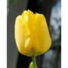 Tulipan ‘Jan van Nes’ – Triumph – 100 stk.