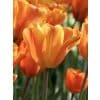 Tulipan ‘Jimmy’ – Triumph – 100 stk. – Str. 11/12