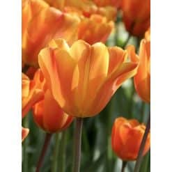 Tulipan ‘Jimmy’ – Triumph – 100 stk. – Str. 11/12
