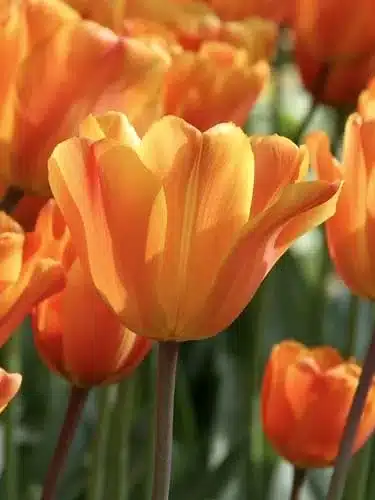 Tulipan ‘Jimmy’ – Triumph – 100 stk. – Str. 12/+ 3 <h3>Tulipan ‘Jimmy’ – Triumph – 100 stk. – Str. 12/+</h3> <p class="isSelectedEnd"><strong>Tulipa ‘Jimmy’</strong> er en flot og farverig <strong>Triumph-tulipan</strong> med varme <strong>orange blomster</strong>, der giver masser af liv og forårsstemning i haven. Den intense orange farve gør sorten til et naturligt blikfang og skaber et imponerende resultat, når den plantes i større grupper.</p> <p class="isSelectedEnd">‘Jimmy’ bliver omkring <strong>35 cm høj</strong> og blomstrer i <strong>april</strong>. Den forholdsvis kompakte vækst gør den velegnet til både bede og rabatter, hvor den kan plantes alene eller kombineres med andre tulipaner og forårsblomster.</p> <p class="isSelectedEnd">Sorten er også et rigtig godt valg til <strong>krukker og plantekasser</strong> på terrasse eller altan. Blomsterne er desuden velegnede som <strong>snitblomster</strong>, så de varme orange farver kan tages med indenfor i forårets buketter</p> Tulipan ‘Jimmy’ – Triumph – 100 stk. – Str. 11/12