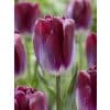 Tulipan ‘Kansas Proud’ – Triumph – 100 stk. – Str. 12/+ 2 <h3>Tulipan ‘Librije’ – 100 stk. – Str. 12/+</h3> <p class="isSelectedEnd"><strong>Tulipa ‘Librije’</strong> er en iøjnefaldende tulipan med et smukt farvespil i <strong>lilla og hvid</strong>. De elegante tofarvede blomster skaber et friskt og eksklusivt udtryk og gør sorten til et spændende blikfang i forårshaven.</p> <p class="isSelectedEnd">‘Librije’ bliver omkring <strong>45 cm høj</strong> og blomstrer i <strong>april</strong>. Den er særligt flot plantet i større grupper, hvor de lilla-hvide blomster tilsammen skaber et markant og dekorativt farvefelt i bede og rabatter.</p> <p class="isSelectedEnd">Den flotte farvekombination passer perfekt sammen med <strong>hvide påskeliljer</strong> og blå <strong>Muscari armeniacum (perlehyacint)</strong>. Kombinationen af lilla, hvid og blå giver et elegant og harmonisk forårsbed.</p> <p class="isSelectedEnd">‘Librije’ er også velegnet til <strong>krukker og plantekasser</strong>, så den kan bruges til at skabe et farverigt forårsindslag på terrasse eller altan.</p> Tulipan ‘Kansas Proud’ – Triumph – 100 stk. – Str. 11/12