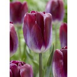 Tulipan ‘Kansas Proud’ – Triumph – 100 stk. – Str. 11/12