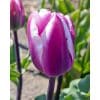 Tulipan ‘Librije’ – 100 stk. – Str. 12/+