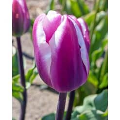 Tulipan ‘Librije’ – 100 stk. – Str. 12/+