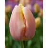 Tulipan ‘Mango Charm’ – 100 stk. – Str. 11/12