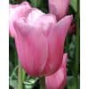 Tulipan ‘Mistress’ – 100 stk. – Str. 11/12