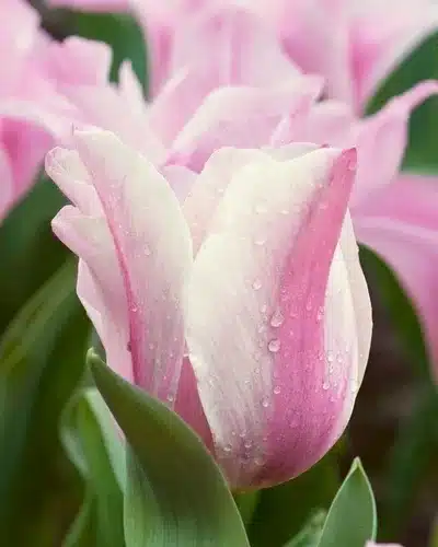 Tulipan ‘Mistress Mystic’ – 100 stk. – Str. 11/12