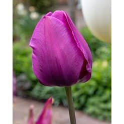 Tulipan ‘Negrita’ – Triumph – 100 stk. – Str. 11/12