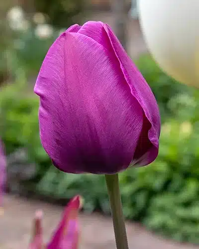Tulipan ‘Negrita’ – Triumph – 100 stk. – Str. 12/+ 3 <h3>Tulipan ‘Negrita’ – Triumph – 100 stk. – Str. 12/+</h3> <p class="isSelectedEnd"><strong>Tulipa ‘Negrita’</strong> er en smuk og klassisk <strong>Triumph-tulipan</strong> med intense <strong>lilla blomster</strong>, der tilfører dybde og elegance til forårshaven. Den kraftige lilla farve gør sorten til et markant blikfang og står fantastisk sammen med lysere tulipaner i bløde pastelfarver.</p> <p class="isSelectedEnd">‘Negrita’ bliver omkring <strong>50 cm høj</strong> og blomstrer fra <strong>april til maj</strong>. Den er perfekt til bede og rabatter og gør sig særligt godt plantet i større grupper, hvor de mange lilla blomster skaber et imponerende og ensartet farveflor.</p> <p class="isSelectedEnd">Den mørke blomsterfarve er flot sammen med <strong>lyserøde, hvide og cremefarvede tulipaner</strong>. JUB Holland anbefaler også kombinationer med <strong>Muscari latifolium</strong> eller <strong>Chionodoxa ‘Pink Giant’</strong>, som giver spændende kontraster i forårsbedet.</p> <p class="isSelectedEnd">‘Negrita’ er desuden velegnet til <strong>krukker og plantekasser</strong>, så den også kan bruges til at skabe farve på terrasse eller altan.</p> Tulipan ‘Negrita’ – Triumph – 100 stk. – Str. 11/12