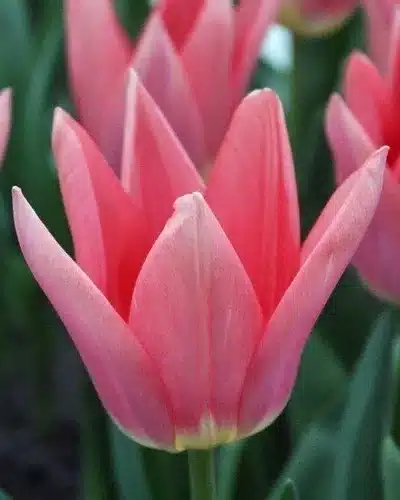 Tulipa ‘Neper’ – Rosa tulipan – 100 stk. – Str. 12/+ 3 <h3>Tulipa ‘Neper’ – Rosa tulipan – 100 stk. – Str. 12/+</h3> <p class="isSelectedEnd"><strong>Tulipa ‘Neper’</strong> er en elegant tulipan med smukke <strong>rosa blomster</strong>, der giver et friskt og stilfuldt farveindslag i forårshaven.</p> <p class="isSelectedEnd">Sorten bliver ca. <strong>45 cm høj</strong> og blomstrer i <strong>april</strong>. Den flotte højde gør ‘Neper’ velegnet til både bede og rabatter, hvor den kan plantes alene eller kombineres med andre tulipaner og forårsblomstrende løg.</p> <p class="isSelectedEnd">‘Neper’ er desuden <strong>velegnet som snitblomst</strong>, så de rosa tulipaner kan bruges i forårets buketter. Sorten trives også godt i <strong>krukker og plantekasser</strong> på terrassen eller altanen.</p> <p class="isSelectedEnd">Ved større beplantninger anbefales ca. <strong>80 løg pr. m²</strong>. Løgene plantes om efteråret ca. <strong>10 cm dybt og med 5–10 cm afstand</strong> på en solrig til let halvskygget placering i veldrænet jord.</p> <p class="isSelectedEnd">Pakken indeholder <strong>100 tulipanløg i størrelse 12/+</strong>.</p> Tulipa ‘Neper’ – Rosa tulipan – 100 stk. – Str. 12/+
