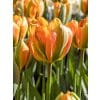 Tulipa ‘Orange Marmelade’ – Orange & grøn tulipan – 100 stk. – Str. 12/+ 2 <h3>Tulipa ‘Orange Marmelade’ – Orange & grøn tulipan – 100 stk. – Str. 11/12</h3> <p class="isSelectedEnd"><strong>Tulipa ‘Orange Marmelade’</strong> er en spændende og dekorativ tulipan med flotte <strong>orange blomster med grønne tegninger</strong>. Kombinationen af den varme orange farve og de friske grønne nuancer giver blomsterne et karakteristisk og anderledes udtryk i forårshaven.</p> <p class="isSelectedEnd">Sorten bliver ca. <strong>45 cm høj</strong> og blomstrer i <strong>maj</strong>. Den er velegnet til bede og rabatter, hvor den er særligt flot plantet i grupper eller kombineret med tulipaner i kontrasterende farver.</p> <p class="isSelectedEnd">‘Orange Marmelade’ er desuden <strong>velegnet som snitblomst</strong> og kan bruges i flotte forårsbuketter. Den trives også godt i <strong>krukker og plantekasser</strong> på terrassen eller altanen.</p> <p class="isSelectedEnd">Ved større beplantninger anbefales ca. <strong>80 løg pr. m²</strong>. Løgene plantes om efteråret ca. <strong>10 cm dybt og med 5–10 cm afstand</strong> på en solrig til let halvskygget placering i veldrænet jord.</p> <p class="isSelectedEnd">Pakken indeholder <strong>100 tulipanløg i størrelse 11/12</strong>.</p> Tulipa ‘Orange Marmelade’ – Orange & grøn tulipan – 100 stk. – Str. 12/+