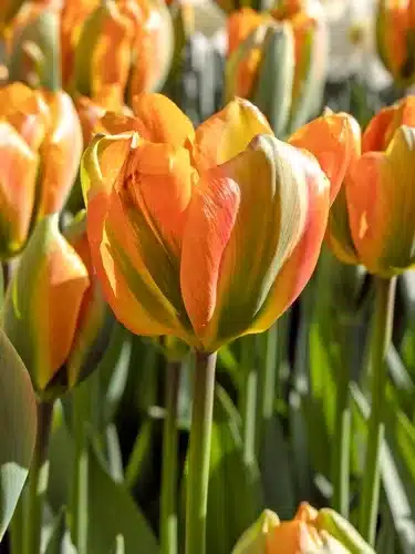 Tulipa ‘Orange Marmelade’ – Orange & grøn tulipan – 100 stk. – Str. 11/12 3 <h3>Tulipa ‘Orange Marmelade’ – Orange & grøn tulipan – 100 stk. – Str. 11/12</h3> <p class="isSelectedEnd"><strong>Tulipa ‘Orange Marmelade’</strong> er en spændende og dekorativ tulipan med flotte <strong>orange blomster med grønne tegninger</strong>. Kombinationen af den varme orange farve og de friske grønne nuancer giver blomsterne et karakteristisk og anderledes udtryk i forårshaven.</p> <p class="isSelectedEnd">Sorten bliver ca. <strong>45 cm høj</strong> og blomstrer i <strong>maj</strong>. Den er velegnet til bede og rabatter, hvor den er særligt flot plantet i grupper eller kombineret med tulipaner i kontrasterende farver.</p> <p class="isSelectedEnd">‘Orange Marmelade’ er desuden <strong>velegnet som snitblomst</strong> og kan bruges i flotte forårsbuketter. Den trives også godt i <strong>krukker og plantekasser</strong> på terrassen eller altanen.</p> <p class="isSelectedEnd">Ved større beplantninger anbefales ca. <strong>80 løg pr. m²</strong>. Løgene plantes om efteråret ca. <strong>10 cm dybt og med 5–10 cm afstand</strong> på en solrig til let halvskygget placering i veldrænet jord.</p> <p class="isSelectedEnd">Pakken indeholder <strong>100 tulipanløg i størrelse 11/12</strong>.</p> Tulipa ‘Orange Marmelade’ – Orange & grøn tulipan – 100 stk. – Str. 12/+