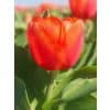 Tulipa ‘Orange Sherpa’ – Orange duftende tulipan – 100 stk. – Str. 12/+ 1 <h3>Tulipa ‘Neper’ – Rosa tulipan – 100 stk. – Str. 12/+</h3> <p class="isSelectedEnd"><strong>Tulipa ‘Neper’</strong> er en elegant tulipan med smukke <strong>rosa blomster</strong>, der giver et friskt og stilfuldt farveindslag i forårshaven.</p> <p class="isSelectedEnd">Sorten bliver ca. <strong>45 cm høj</strong> og blomstrer i <strong>april</strong>. Den flotte højde gør ‘Neper’ velegnet til både bede og rabatter, hvor den kan plantes alene eller kombineres med andre tulipaner og forårsblomstrende løg.</p> <p class="isSelectedEnd">‘Neper’ er desuden <strong>velegnet som snitblomst</strong>, så de rosa tulipaner kan bruges i forårets buketter. Sorten trives også godt i <strong>krukker og plantekasser</strong> på terrassen eller altanen.</p> <p class="isSelectedEnd">Ved større beplantninger anbefales ca. <strong>80 løg pr. m²</strong>. Løgene plantes om efteråret ca. <strong>10 cm dybt og med 5–10 cm afstand</strong> på en solrig til let halvskygget placering i veldrænet jord.</p> <p class="isSelectedEnd">Pakken indeholder <strong>100 tulipanløg i størrelse 12/+</strong>.</p> Tulipa ‘Orange Sherpa’ – Orange duftende tulipan – 100 stk. – Str. 12/+