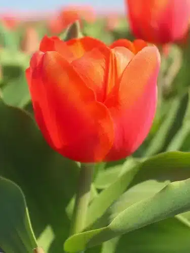 Tulipa ‘Orange Sherpa’ – Orange duftende tulipan – 100 stk. – Str. 12/+ 3 <h3>Tulipa ‘Orange Sherpa’ – Orange duftende tulipan – 100 stk. – Str. 12/+</h3> <p class="isSelectedEnd"><strong>Tulipa ‘Orange Sherpa’</strong> er en flot tulipan med <strong>orange blomster</strong>, der tilfører varme og stærke farver til forårshaven. Som en ekstra kvalitet har blomsterne en <strong>behagelig duft</strong>.</p> <p class="isSelectedEnd">Sorten bliver ca. <strong>45 cm høj</strong> og blomstrer fra <strong>april til maj</strong>. Den flotte højde gør ‘Orange Sherpa’ velegnet til bede og rabatter, hvor den kan plantes i større grupper eller kombineres med andre forårsblomstrende løg.</p> <p class="isSelectedEnd">‘Orange Sherpa’ er desuden <strong>velegnet som snitblomst</strong>, så de orange og duftende blomster kan bruges i forårets buketter. Sorten trives også godt i <strong>krukker og plantekasser</strong> på terrassen eller altanen.</p> <p class="isSelectedEnd">Ved større beplantninger anbefales ca. <strong>80 løg pr. m²</strong>. Løgene plantes om efteråret ca. <strong>10 cm dybt og med 5–10 cm afstand</strong> på en solrig til let halvskygget placering i veldrænet jord.</p> <p class="isSelectedEnd">Pakken indeholder <strong>100 tulipanløg i størrelse 12/+</strong>.</p> Tulipa ‘Orange Sherpa’ – Orange duftende tulipan – 100 stk. – Str. 12/+