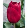 Tulipa ‘Pallada’ – Rød tulipan – 100 stk. – Str. 12/+ 1 <h3>Tulipa ‘Orange Sherpa’ – Orange duftende tulipan – 100 stk. – Str. 12/+</h3> <p class="isSelectedEnd"><strong>Tulipa ‘Orange Sherpa’</strong> er en flot tulipan med <strong>orange blomster</strong>, der tilfører varme og stærke farver til forårshaven. Som en ekstra kvalitet har blomsterne en <strong>behagelig duft</strong>.</p> <p class="isSelectedEnd">Sorten bliver ca. <strong>45 cm høj</strong> og blomstrer fra <strong>april til maj</strong>. Den flotte højde gør ‘Orange Sherpa’ velegnet til bede og rabatter, hvor den kan plantes i større grupper eller kombineres med andre forårsblomstrende løg.</p> <p class="isSelectedEnd">‘Orange Sherpa’ er desuden <strong>velegnet som snitblomst</strong>, så de orange og duftende blomster kan bruges i forårets buketter. Sorten trives også godt i <strong>krukker og plantekasser</strong> på terrassen eller altanen.</p> <p class="isSelectedEnd">Ved større beplantninger anbefales ca. <strong>80 løg pr. m²</strong>. Løgene plantes om efteråret ca. <strong>10 cm dybt og med 5–10 cm afstand</strong> på en solrig til let halvskygget placering i veldrænet jord.</p> <p class="isSelectedEnd">Pakken indeholder <strong>100 tulipanløg i størrelse 12/+</strong>.</p> Tulipa ‘Pallada’ – Rød tulipan – 100 stk. – Str. 12/+