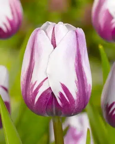 Tulipa ‘Rems Favourite’ – Lilla & hvid tulipan – 100 stk. – Str. 12/+ 3 <h3>Tulipa ‘Rems Favourite’ – Lilla & hvid tulipan – 100 stk. – Str. 12/+</h3> <p class="isSelectedEnd"><strong>Tulipa ‘Rems Favourite’</strong> er en elegant og iøjnefaldende tulipan med <strong>lilla blomster med hvide aftegninger</strong>. Det flotte farvespil giver hver blomst et dekorativt udtryk og skaber en markant kontrast i forårshaven.</p> <p class="isSelectedEnd">Sorten bliver ca. <strong>50 cm høj</strong> og blomstrer i <strong>april</strong>. Den gode højde gør ‘Rems Favourite’ velegnet til bede og rabatter, hvor den er særligt flot plantet i større grupper eller kombineret med ensfarvede hvide, lilla eller rosa tulipaner.</p> <p class="isSelectedEnd">‘Rems Favourite’ er desuden <strong>velegnet som snitblomst</strong>, så de dekorative blomster også kan bruges i forårets buketter.</p> <p class="isSelectedEnd">Pakken indeholder <strong>100 tulipanløg i størrelse 12/+</strong>.</p> Tulipa ‘Rems Favourite’ – Lilla & hvid tulipan – 100 stk. – Str. 12/+