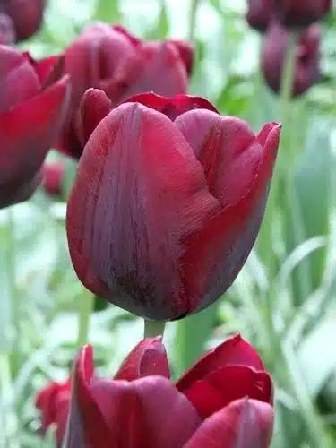 Tulipa ‘Ronaldo’ – Mørkerød tulipan – 100 stk. – Str. 11/12 3 <h3>Tulipa ‘Ronaldo’ – Mørkerød tulipan – 100 stk. – Str. 11/12</h3> <p class="isSelectedEnd"><strong>Tulipa ‘Ronaldo’</strong> er en smuk tulipan med <strong>dybt mørkerøde blomster</strong>, der giver et elegant og kraftfuldt farveindslag i forårshaven.</p> <p class="isSelectedEnd">Sorten bliver ca. <strong>50 cm høj</strong> og blomstrer i <strong>april</strong>. ‘Ronaldo’ er en flot havetulipan, der egner sig godt til bede og rabatter, men som også tager sig rigtig godt ud i en stor krukke på terrassen eller altanen.</p> <p class="isSelectedEnd">Den mørkerøde farve er flot alene i større grupper, men ‘Ronaldo’ kan også med fordel kombineres med andre tulipaner eller <strong>hvide narcisser</strong>, hvor den mørke farve skaber en markant kontrast.</p> <p class="isSelectedEnd">Pakken indeholder <strong>100 tulipanløg i størrelse 11/12</strong>.</p> Tulipa ‘Ronaldo’ – Mørkerød tulipan – 100 stk. – Str. 11/12