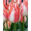 Tulipa ‘Spryng Sunrise’ – Gul & orange tulipan – 100 stk. – Str. 12/+ 2 <h3>Tulipa ‘Strong Gold’ – Gyldengul tulipan – 100 stk. – Str. 12/+</h3> <p class="isSelectedEnd"><strong>Tulipa ‘Strong Gold’</strong> er en elegant og iøjnefaldende tulipan med <strong>flotte gyldengule blomster</strong>, der lyser op i forårshaven og skaber et stærkt farveindslag.</p> <p class="isSelectedEnd">Sorten bliver ca. <strong>50 cm høj</strong> og blomstrer i <strong>april</strong>. JUB Holland beskriver ‘Strong Gold’ som et ægte blikfang i haven – en markant og elegant havetulipan, der er flot i både bede og rabatter.</p> <p class="isSelectedEnd">‘Strong Gold’ er også <strong>velegnet til krukker</strong>, hvor de gyldengule blomster kan skabe et flot forårsudtryk på terrassen eller altanen. Den klare gule farve fungerer både alene i større grupper og sammen med tulipaner i kontrastfarver.</p> <p class="isSelectedEnd">Pakken indeholder <strong>100 tulipanløg i størrelse 12/+</strong>.</p> Tulipa ‘Spryng Sunrise’ – Gul & orange tulipan – 100 stk. – Str. 12/+