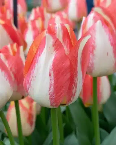 Tulipa ‘Spryng Sunrise’ – Gul & orange tulipan – 100 stk. – Str. 12/+ 3 <h3>Tulipa ‘Spryng Sunrise’ – Gul & orange tulipan – 100 stk. – Str. 12/+</h3> <p class="isSelectedEnd"><strong>Tulipa ‘Spryng Sunrise’</strong> er en flot og farverig tulipan med <strong>gule blomster med orange nuancer</strong>. Den varme farvekombination giver et friskt og solrigt udtryk i forårshaven.</p> <p class="isSelectedEnd">Sorten bliver ca. <strong>45 cm høj</strong> og blomstrer i <strong>april</strong>. Den gode højde gør ‘Spryng Sunrise’ velegnet til bede og rabatter, hvor den kommer særligt flot til sin ret plantet i større grupper.</p> <p class="isSelectedEnd">‘Spryng Sunrise’ er desuden <strong>velegnet som snitblomst</strong>, så de dekorative gule og orange blomster kan bruges i forårets buketter. Sorten trives også godt i <strong>krukker og plantekasser</strong> på terrassen eller altanen.</p> <p class="isSelectedEnd">Ved større beplantninger anbefales ca. <strong>80 løg pr. m²</strong>. Løgene plantes om efteråret ca. <strong>10 cm dybt og med 5–10 cm afstand</strong> på en solrig til let halvskygget placering i veldrænet jord.</p> <p class="isSelectedEnd">Pakken indeholder <strong>100 tulipanløg i størrelse 12/+</strong>.</p> Tulipa ‘Spryng Sunrise’ – Gul & orange tulipan – 100 stk. – Str. 12/+