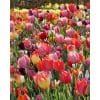 Tulipa Triumph Mix – Farverig tulipanblanding – 100 stk. – Str. 11/12 2 <h3>Tulipa Triumph Mix – Farverig tulipanblanding – 100 stk. – Str. 12/+</h3> <p class="isSelectedEnd"><strong>Tulipa Triumph Mix</strong> er en flot blanding af <strong>Triumph-tulipaner i mange forskellige farver</strong>, der skaber et farverigt og levende udtryk i forårshaven.</p> <p class="isSelectedEnd">Tulipanerne bliver ca. <strong>40 cm høje</strong> og blomstrer i <strong>april</strong>. Triumph-tulipaner er særligt velegnede til bede og rabatter, hvor blandingen kommer flot til sin ret plantet i større grupper.</p> <p class="isSelectedEnd">Blandingen er også velegnet til <strong>krukker og plantekasser</strong> på terrassen eller altanen. JUB Holland anbefaler desuden at kombinere Triumph Mix med eksempelvis <strong>Muscari armeniacum (perlehyacint)</strong> eller blå hyacinter for at skabe flotte farvekombinationer.</p> <p class="isSelectedEnd">Løgene plantes fra <strong>september til december</strong> på en placering i sol til let halvskygge.</p> <p class="isSelectedEnd">Pakken indeholder <strong>100 tulipanløg i størrelse 12/+</strong>.</p> Tulipa Triumph Mix – Farverig tulipanblanding – 100 stk.