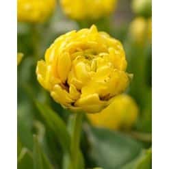 Tulipan 'Prince varieties' Dobbelt sent Yellow Pomponette 100 stk. str. 11/12