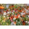 Blomsterløgsblanding ‘Velvet’ – Dybe, varme farver – 100 stk. 1 <h3>Blomsterløgsblanding ‘Sweet Dreams’ – Rosa, hvid & grøn – 100 stk.</h3> <p class="isSelectedEnd"><strong>‘Sweet Dreams’</strong> er en elegant blomsterløgsblanding i smukke, afdæmpede pastelfarver. Kombinationen af <strong>rosa, hvid og grøn</strong> skaber et harmonisk og roligt udtryk, der passer perfekt til den lyse forårshave.</p> <p class="isSelectedEnd">De bløde farvenuancer komplementerer hinanden og giver beplantningen et elegant og sammenhængende udtryk. Med højder fra ca. <strong>25 til 55 cm</strong> opstår der samtidig en flot variation og dybde mellem blomsterne.</p> <p class="isSelectedEnd">‘Sweet Dreams’ blomstrer i <strong>april og maj</strong> og er velegnet til både bede og rabatter samt større beplantninger, hvor de sarte pastelfarver virkelig kan komme til deres ret.</p> <p class="isSelectedEnd">Pakken indeholder <strong>100 blomsterløg</strong>.</p> Blomsterløgsblanding ‘Velvet’ – Dybe, varme farver – 100 stk.