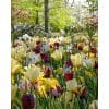 Blomsterløgsblanding ‘Wild Garden’ – Cottage Garden-stil – 100 stk.