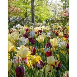 Blomsterløgsblanding ‘Wild Garden’ – Cottage Garden-stil – 100 stk.