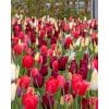 Blomsterløgsblanding ‘Wining and Dining’ – Rød, rosé & hvid – 100 stk.