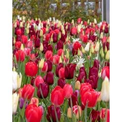 Blomsterløgsblanding ‘Wining and Dining’ – Rød, rosé & hvid – 100 stk.