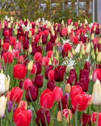 Blomsterløgsblanding ‘Wining and Dining’ – Rød, rosé & hvid – 100 stk.