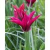 Tulipa ‘Purple Doll’ – Lilla tulipan – 100 stk. – Str. 11/12 1 <h3>Tulipa ‘Orange Marmelade’ – Orange & grøn tulipan – 100 stk. – Str. 11/12</h3> <p class="isSelectedEnd"><strong>Tulipa ‘Orange Marmelade’</strong> er en spændende og dekorativ tulipan med flotte <strong>orange blomster med grønne tegninger</strong>. Kombinationen af den varme orange farve og de friske grønne nuancer giver blomsterne et karakteristisk og anderledes udtryk i forårshaven.</p> <p class="isSelectedEnd">Sorten bliver ca. <strong>45 cm høj</strong> og blomstrer i <strong>maj</strong>. Den er velegnet til bede og rabatter, hvor den er særligt flot plantet i grupper eller kombineret med tulipaner i kontrasterende farver.</p> <p class="isSelectedEnd">‘Orange Marmelade’ er desuden <strong>velegnet som snitblomst</strong> og kan bruges i flotte forårsbuketter. Den trives også godt i <strong>krukker og plantekasser</strong> på terrassen eller altanen.</p> <p class="isSelectedEnd">Ved større beplantninger anbefales ca. <strong>80 løg pr. m²</strong>. Løgene plantes om efteråret ca. <strong>10 cm dybt og med 5–10 cm afstand</strong> på en solrig til let halvskygget placering i veldrænet jord.</p> <p class="isSelectedEnd">Pakken indeholder <strong>100 tulipanløg i størrelse 11/12</strong>.</p> Tulipa ‘Purple Doll’ – Lilla tulipan – 100 stk. – Str. 11/12