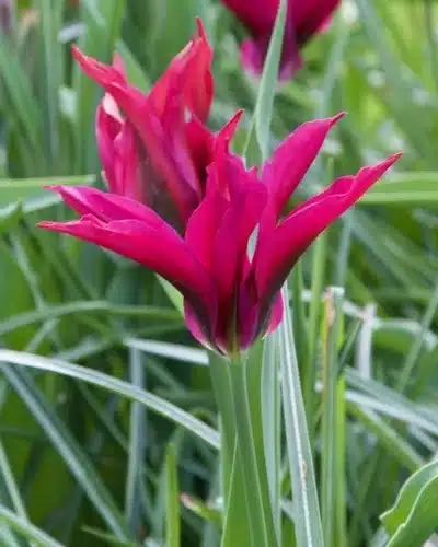 Tulipa ‘Purple Doll’ – Lilla tulipan – 100 stk. – Str. 11/12 3 <h3>Tulipa ‘Purple Doll’ – Lilla tulipan – 100 stk. – Str. 11/12</h3> <p class="isSelectedEnd"><strong>Tulipa ‘Purple Doll’</strong> er en elegant tulipan med flotte <strong>lilla blomster</strong>, der tilfører en dyb og dekorativ farve til forårshaven. Den er velegnet til både klassiske og moderne beplantninger og kommer særligt flot til sin ret, når flere løg plantes samlet.</p> <p class="isSelectedEnd">Sorten bliver ca. <strong>40 cm høj</strong> og blomstrer fra <strong>april til maj</strong>, hvilket giver et flot farveindslag i haven gennem den sene del af tulipansæsonen.</p> <p class="isSelectedEnd">‘Purple Doll’ er velegnet til <strong>bede og rabatter</strong> og kan med sin kompakte højde også bruges i <strong>krukker og plantekasser</strong> på terrassen eller altanen.</p> <p class="isSelectedEnd">Pakken indeholder <strong>100 tulipanløg i størrelse 11/12</strong>.</p> Tulipa ‘Purple Doll’ – Lilla tulipan – 100 stk. – Str. 11/12