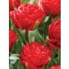 Tulipan ‘Pamplona’ – 100 stk.