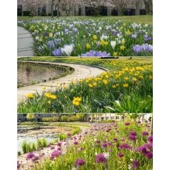 Blomsterløgsblanding ‘Bath’ – Tre farverige blomstringsbølger – 1 m²