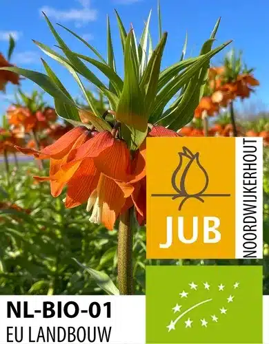 Økologiske Kejserkrone ‘Sunrise’ – Fritillaria – BIO – 10 stk. – Str. 16/20