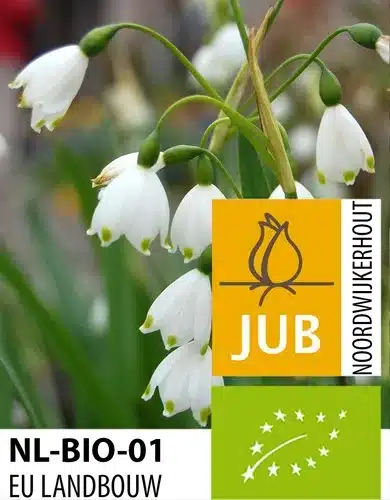 Økologiske Leucojum ‘Bridesmaid’ – BIO – 50 stk. – Str. 10/+ 2 <h3>Økologiske Leucojum ‘Bridesmaid’ – BIO – 50 stk. – Str. 10/+</h3> <p class="isSelectedEnd"><strong>Leucojum ‘Bridesmaid’</strong> er en elegant forårsblomstrende løgplante med smukke <strong>hvide blomster</strong>, der giver haven et let og naturligt udtryk. Løgene er <strong>økologisk dyrkede (BIO)</strong> og er et godt valg til både naturlige beplantninger og klassiske forårsbede.</p> <p class="isSelectedEnd">‘Bridesmaid’ bliver omkring <strong>35 cm høj</strong> og blomstrer i <strong>maj</strong>. Den kommer igen år efter år og egner sig derfor godt til beplantninger, hvor man ønsker et tilbagevendende blomsterflor.</p> <p class="isSelectedEnd">Blomsterne <strong>tiltrækker bier og sommerfugle</strong>, hvilket gør sorten til et godt supplement i den insektvenlige have. Den er samtidig velegnet som <strong>snitblomst</strong>, så de fine hvide blomster også kan nydes indendørs.</p> <p class="isSelectedEnd">‘Bridesmaid’ trives bedst på en <strong>let skygget placering</strong> og er flot plantet i større grupper under eksempelvis træer og buske eller sammen med andre forårsblomstrende løg.</p> Økologiske Leucojum ‘Bridesmaid’ – BIO – 50 stk. – Str. 10/+