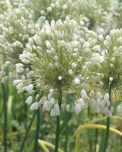 Allium convallarioides ‘White’ – Prydløg – 100 stk. 3 <h3>Allium convallarioides ‘White’ – Prydløg – 100 stk.</h3> <p class="isSelectedEnd"><strong>Allium convallarioides ‘White’</strong> er et elegant, lavtvoksende prydløg med fine <strong>hvide blomster</strong>. Sorten bliver omkring <strong>30 cm høj</strong> og blomstrer i <strong>juni</strong>, hvor de lyse blomster giver et let og dekorativt udtryk i haven.</p> <p class="isSelectedEnd">Den kompakte vækst gør sorten velegnet til <strong>bede, rabatter og mellem stauder</strong>, men den trives også godt i <strong>krukker og plantekasser</strong> på terrasse eller altan.</p> <p class="isSelectedEnd">Allium convallarioides ‘White’ kommer igen år efter år under gode vækstforhold og tiltrækker både <strong>bier og sommerfugle</strong>. Blomsterne er desuden velegnede som <strong>snitblomster</strong>.</p> <p class="isSelectedEnd"><strong>Pakken indeholder:</strong> 100 løg</p> 1063262052
