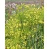 Allium convallarioides ‘Yellow’ – Prydløg – 100 stk. 2 <h3>Allium ‘Pinball Wizard’ – Lilla prydløg – 25 stk. – Str. 18/20</h3> <p class="isSelectedEnd"><strong>Allium ‘Pinball Wizard’</strong> er et imponerende prydløg med flotte <strong>lilla blomsterhoveder</strong>, der hæver sig elegant over havens øvrige beplantning. Med en højde på ca. <strong>90 cm</strong> skaber den både højde, struktur og et markant blikfang i haven.</p> <p class="isSelectedEnd">‘Pinball Wizard’ blomstrer fra <strong>maj til juni</strong> og kommer igen år efter år. De dekorative blomster tiltrækker <strong>bier og sommerfugle</strong>, hvilket gør sorten til et godt valg i den insektvenlige have.</p> <p class="isSelectedEnd">Blomsterne er også <strong>velegnede som snitblomster</strong>, og sorten kan desuden dyrkes i <strong>store krukker og plantekasser</strong> på terrassen.</p> <p class="isSelectedEnd">Ved større beplantninger anbefales ca. <strong>20 løg pr. m²</strong>. Løgene plantes om efteråret ca. <strong>15 cm dybt og med ca. 30 cm afstand</strong> på en solrig til let halvskygget placering i veldrænet jord.</p> <p class="isSelectedEnd">Pakken indeholder <strong>25 løg i størrelse 18/20</strong>.</p> Allium convallarioides ‘Yellow’ – Prydløg – 100 stk.