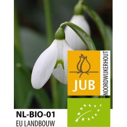 Vintergæk ‘Woronowii’ – Galanthus – BIO – 100 stk. – Str. 7/+